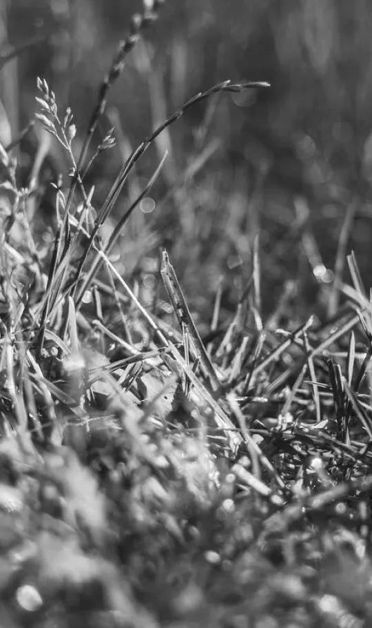 Clinical Decision Support